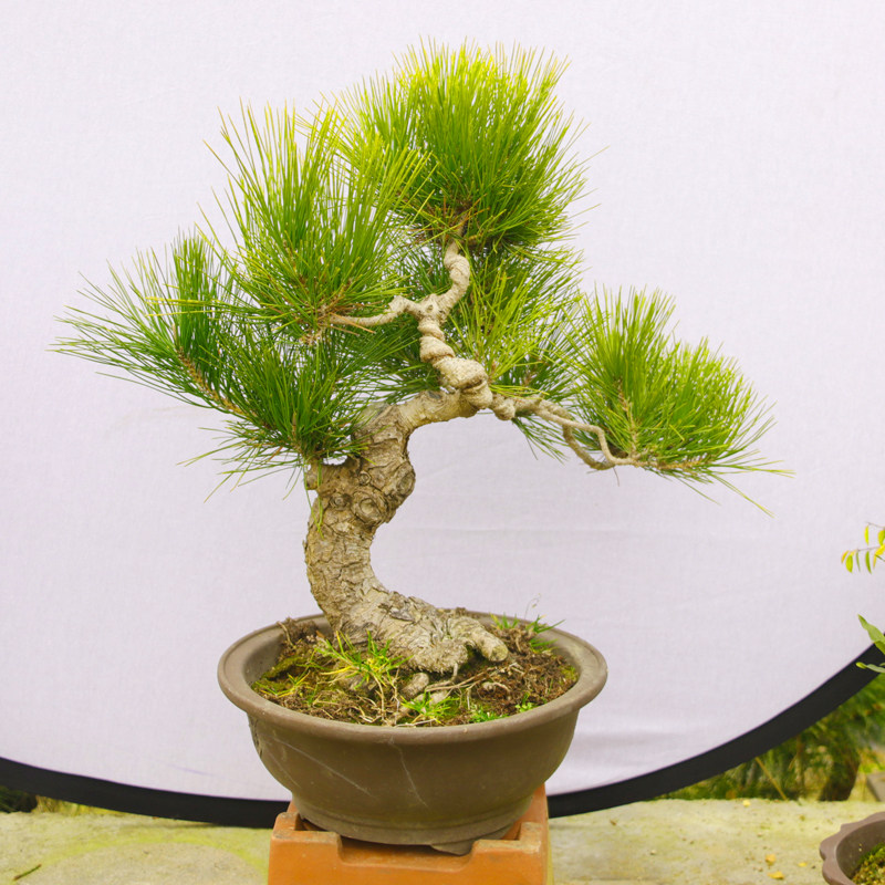 库房黑松盆景老桩造型树客厅楼顶庭院观赏与梅花翠竹配植组成岁寒