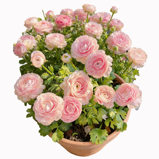 洋牡丹盆栽带花苞室内阳台庭院四季开花植物重瓣花毛茛花苗鲜切花