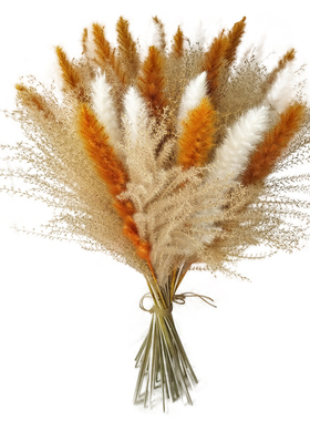 拂尘小芦苇干花花束家居装饰摆件