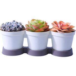 3颗装大多肉植物三连体花盆大尺寸绿植新手组合肉肉花卉盆栽云南