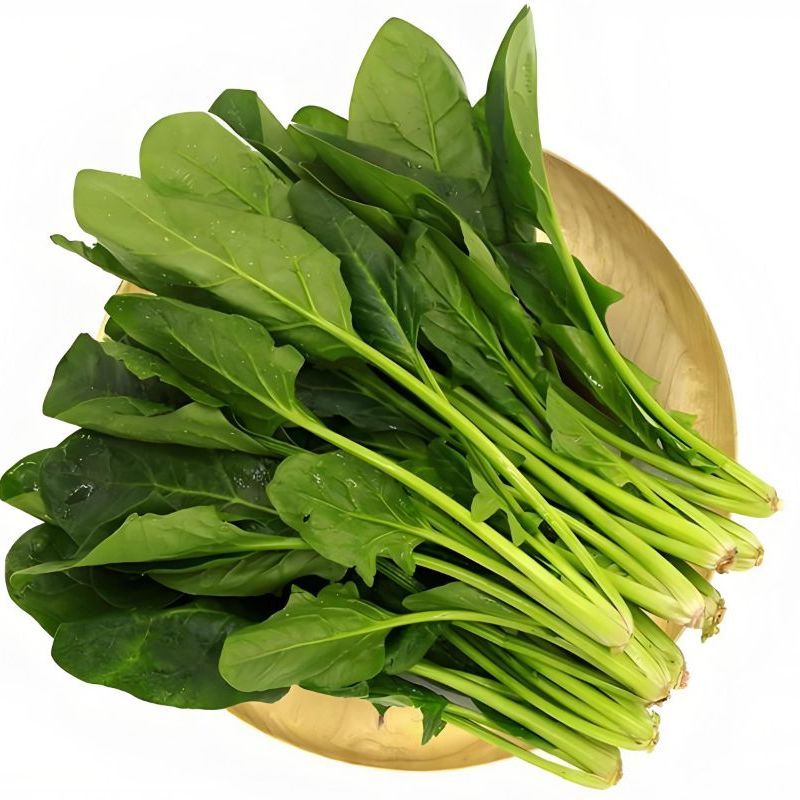 小尖叶菠菜种子蔬菜种子
