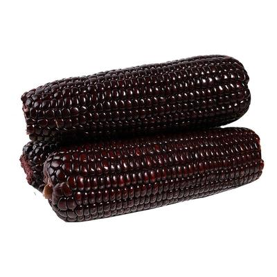 12根包邮新鲜双棒甜嫩黑糯玉米