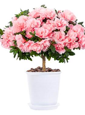 杜鹃花盆栽卉植物室内大棵