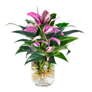 水培植物紫掌桌面绿植小盆栽香妃齐祖红掌室内耐阴好养易活的植物