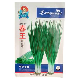 春王小香葱分葱种子耐热寒四季阳台种籽盆栽春季秋冬禾之元种孑