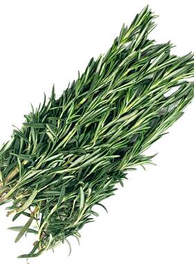 新鲜迷迭香烧烤烘焙煎牛排香料