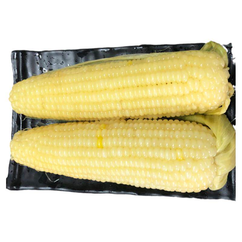新鲜糯玉米甜糯白粘玉米粘苞米棒黄糯玉米家用低脂代餐袋装包邮