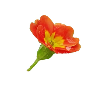 混搭报春花花瓣周期订阅鲜花浪漫爱意表达DIY泡澡花草桂花瓣SPA