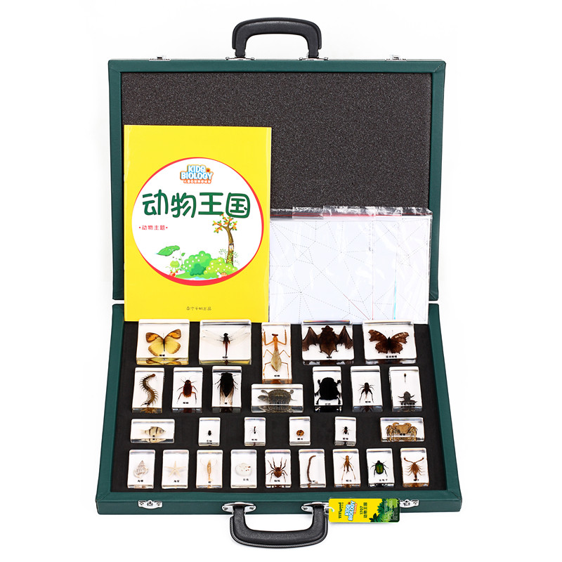 千帆幼儿园教学真实动物昆虫青蛙