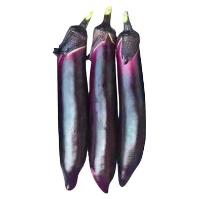 四季紫把长茄嫁接茄子苗阳台盆栽