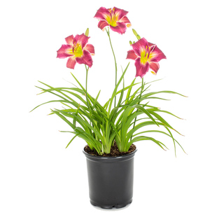 天狼萱草母亲花庭院花园易养护耐寒耐热多年生宿根植物花卉盆栽