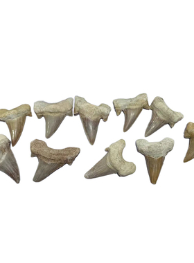 摩洛哥古生物教学科普标本礼盒装