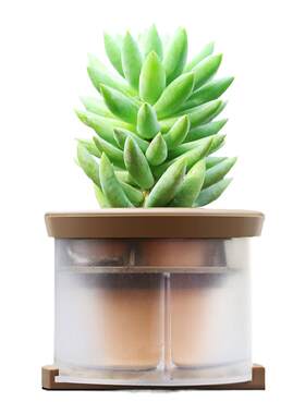 车载植物除甲醛除异味中控台摆件