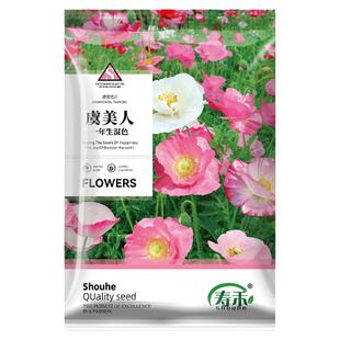 虞美人花种子冰岛重瓣红色种子种籽孑子四季盆栽阳台庭院花种花苗