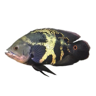 野图生地图鱼七星奥图鱼苗阿拉盖亚大黄蜂纳内玛拉诺奥里诺科野图