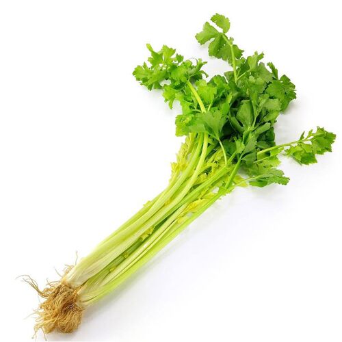春秋四季小香芹种子寿光蔬菜山芹种子家庭菜园艺栽培大面积种植