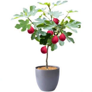 无花果树特大果苗带土当年结果盆地栽带果庭院波姬红无花果大树苗