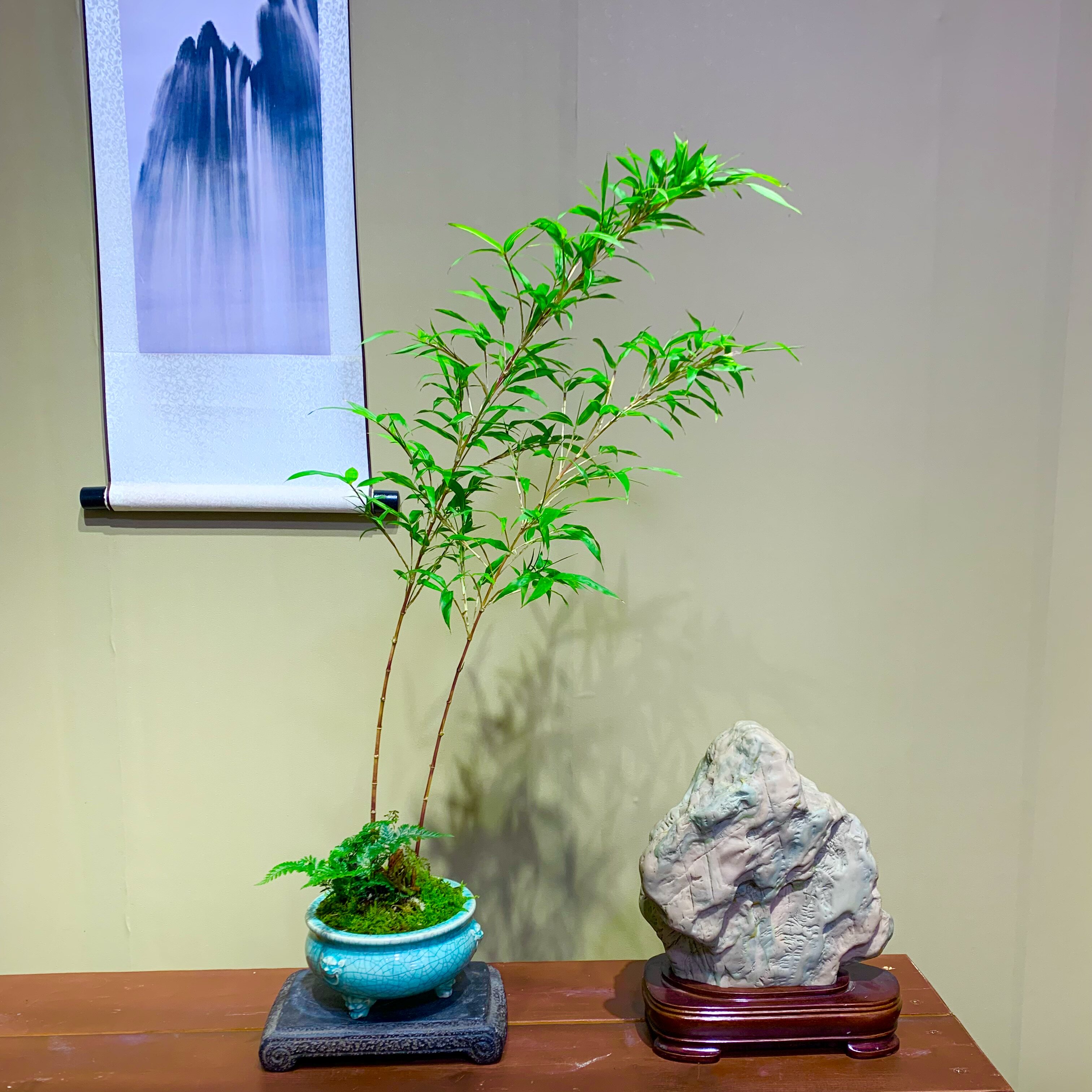 【竹子】【盆栽】盆景【室内】植物 带根水培 植物 凤尾竹 观音竹