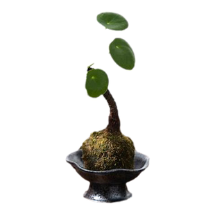 老桩镜面草苔藓球盆栽水培植物室内绿植花卉客厅茶几办公桌面摆件