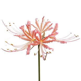 石蒜种球 粉色卷边石蒜 彼岸花种球 彼岸花种子 曼珠沙华种球