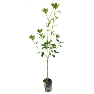 广西八角树苗大红罗马木王八角嫁接高产量矮化特大带叶八角香料苗