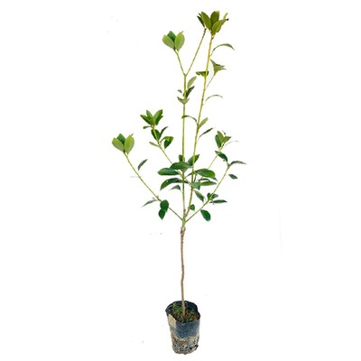 正宗广西高产大红罗马八角嫁接苗