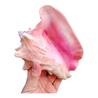 天然海螺女王螺胭脂螺包邮