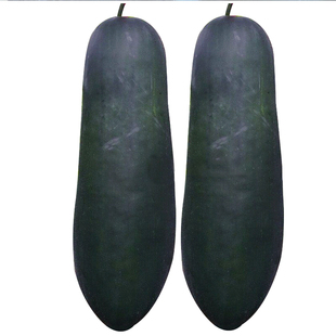 广东黑皮大冬瓜种籽孑特大东瓜种子苗蔬菜秧苗四季香芋秧大全菜籽