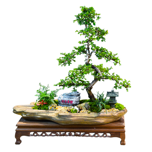 榆树盆景造型大盆室内茶室办公茶室桌面中式植物盆栽四季常青好养