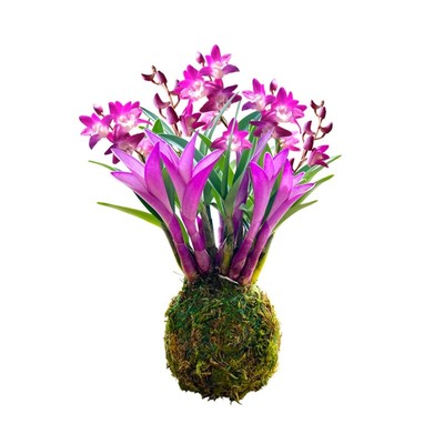 冬带花七彩香水石斛兰花