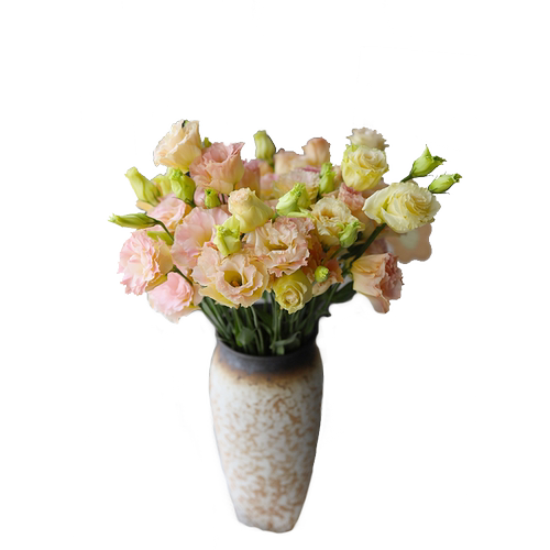 【顺丰冷链包邮】云南昆明新鲜洋桔梗鲜花基地直发a级鲜切插花