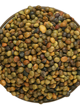红皮甘草种子新疆内蒙中药材光果甘草种籽500g春夏四季种植苗食用