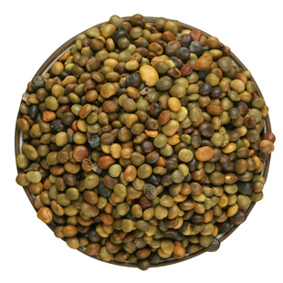 红皮甘草种子新疆内蒙中药材光果甘草种籽500g春夏四季种植苗食用