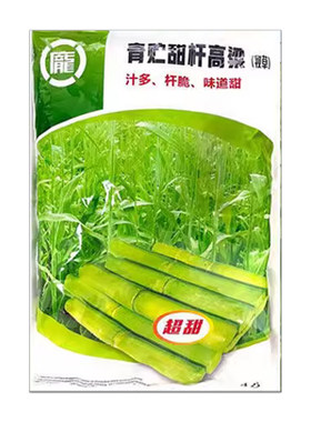 农家老品种春夏季北方甜高粱