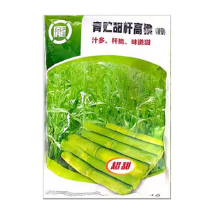 甜高粱种子农家老品种牧草糖绿皮高粱春夏季播北方甜杆小甘蔗种子