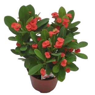 虎刺梅盆栽铁海棠花苗绿植带花室内外阳台花园四季开懒人植物包邮