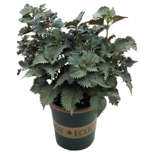 紫苏子紫苏种子紫苏叶种籽盆栽可食用种植苗四季籽种蔬菜孑苏子叶