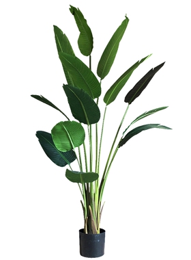 掬涵旅人蕉大型仿真热带植物