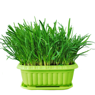 韭菜根苗现挖紫根红根韭菜根四季种子种籽孑阳台盆栽宽叶根韭菜籽