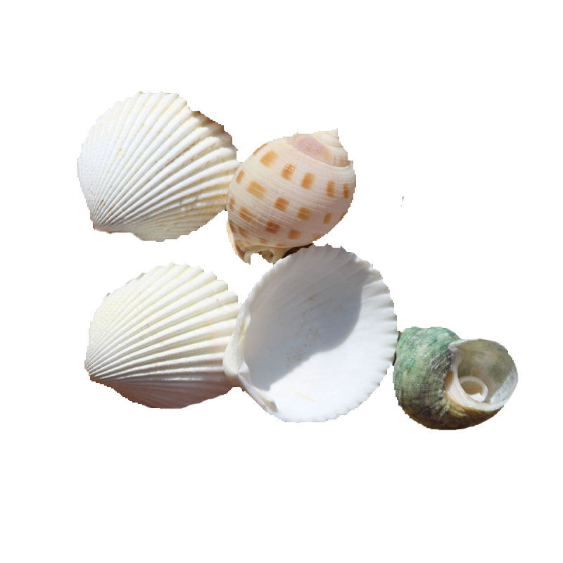 包邮天然好品质精选海螺贝壳ins风格家居漂流瓶造景海洋创意摆件