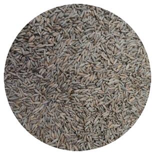 冬牧70黑麦草种子耐旱耐寒四季高产猪牛羊鱼兔饲用牧草种子批发