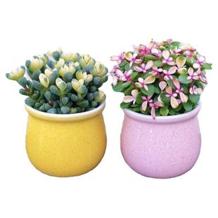 金玉满堂 财运满满多肉植物盆栽室内绿植花卉客厅桌面好养