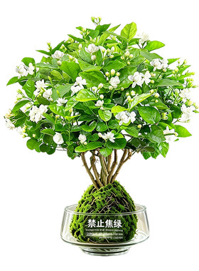香水茉莉花带花苞盆栽四季开花