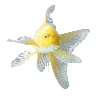 锦鲤金鱼草金冷水鱼观赏鱼黄金锦鲤白金锦鲤黑金锦鲤红草金花草金