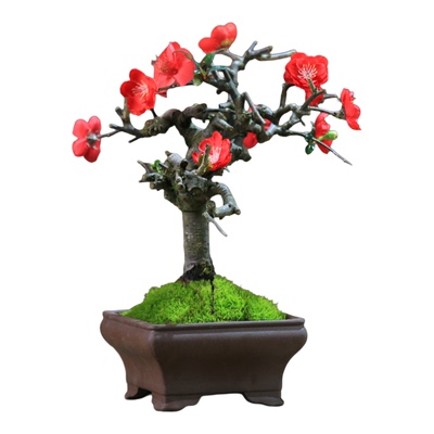 海棠盆栽带苞易养老桩净化空气