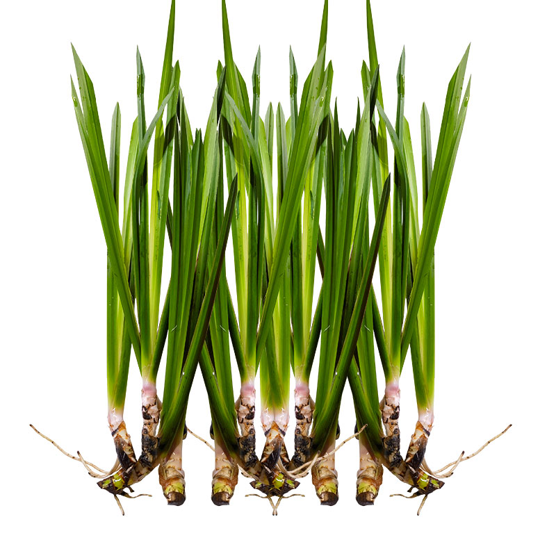 水菖蒲好养易活水培植物阳台办公室养龟养鱼净化水质庭院挺水植物