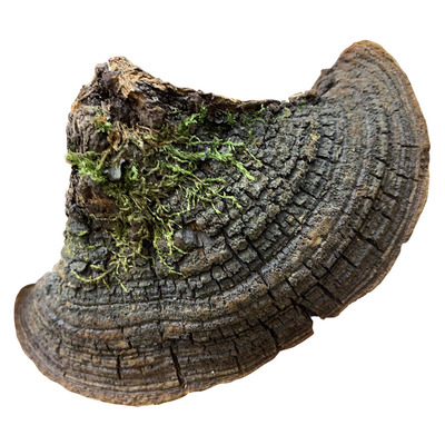 25-60年正宗西藏野生正品桑黄灵芝养生茶保真品整块特级（碎块）