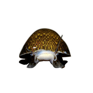 鲍鱼螺除藻螺除苔螺清洁缸壁绿藻工具螺黑金刚斑马螺除藻观赏螺