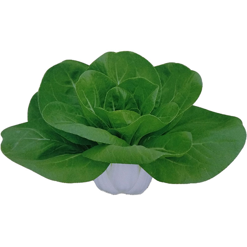 奶油白梗菜种子小白菜青菜种籽