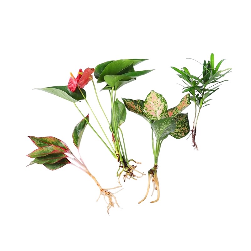 水培植物绿植室内水养白掌花卉盆栽竹芋绿萝办公室四季水生富贵竹